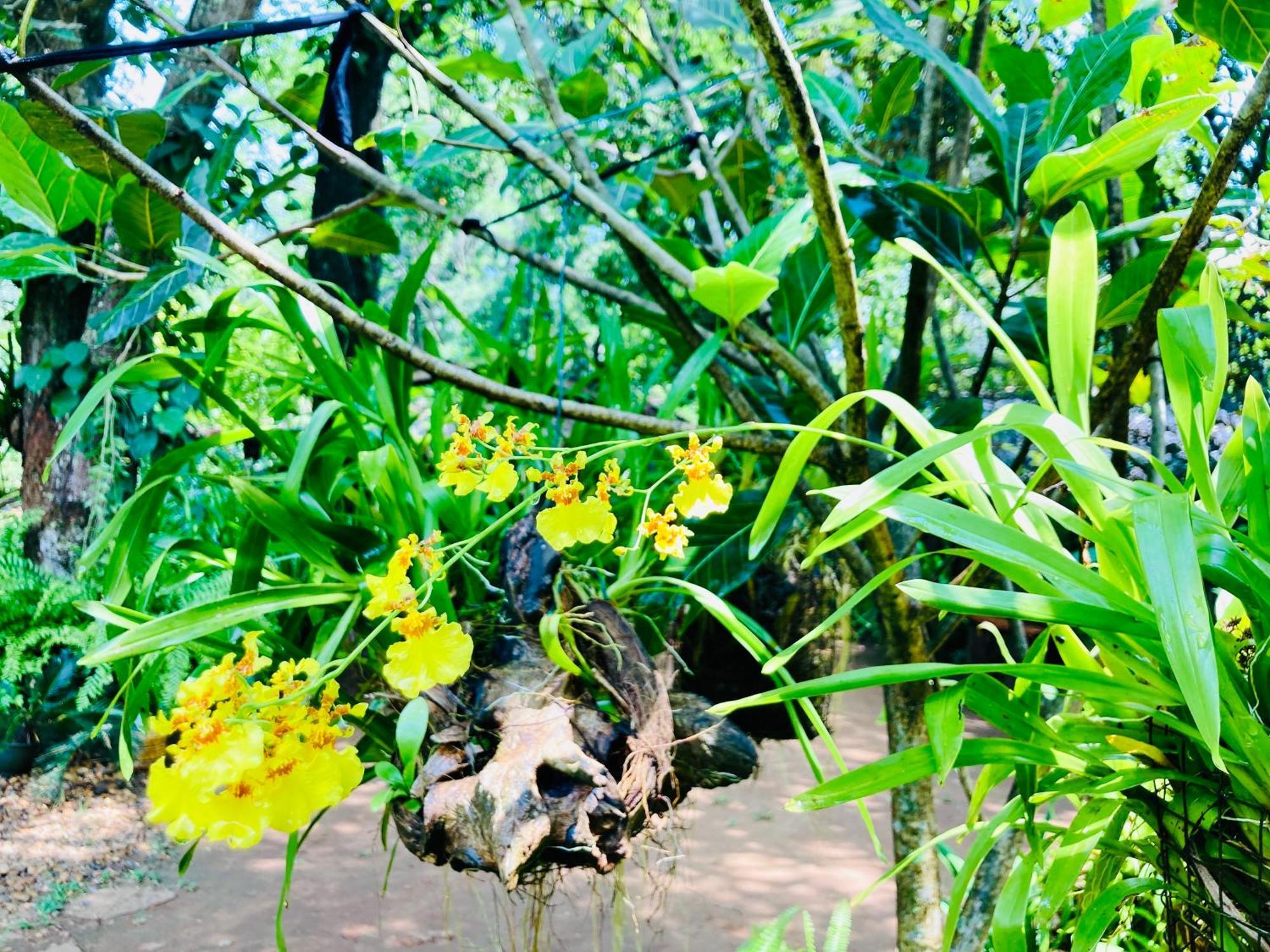 Green Paradise Cottage Udawalawa Udawalawe Bagian luar foto