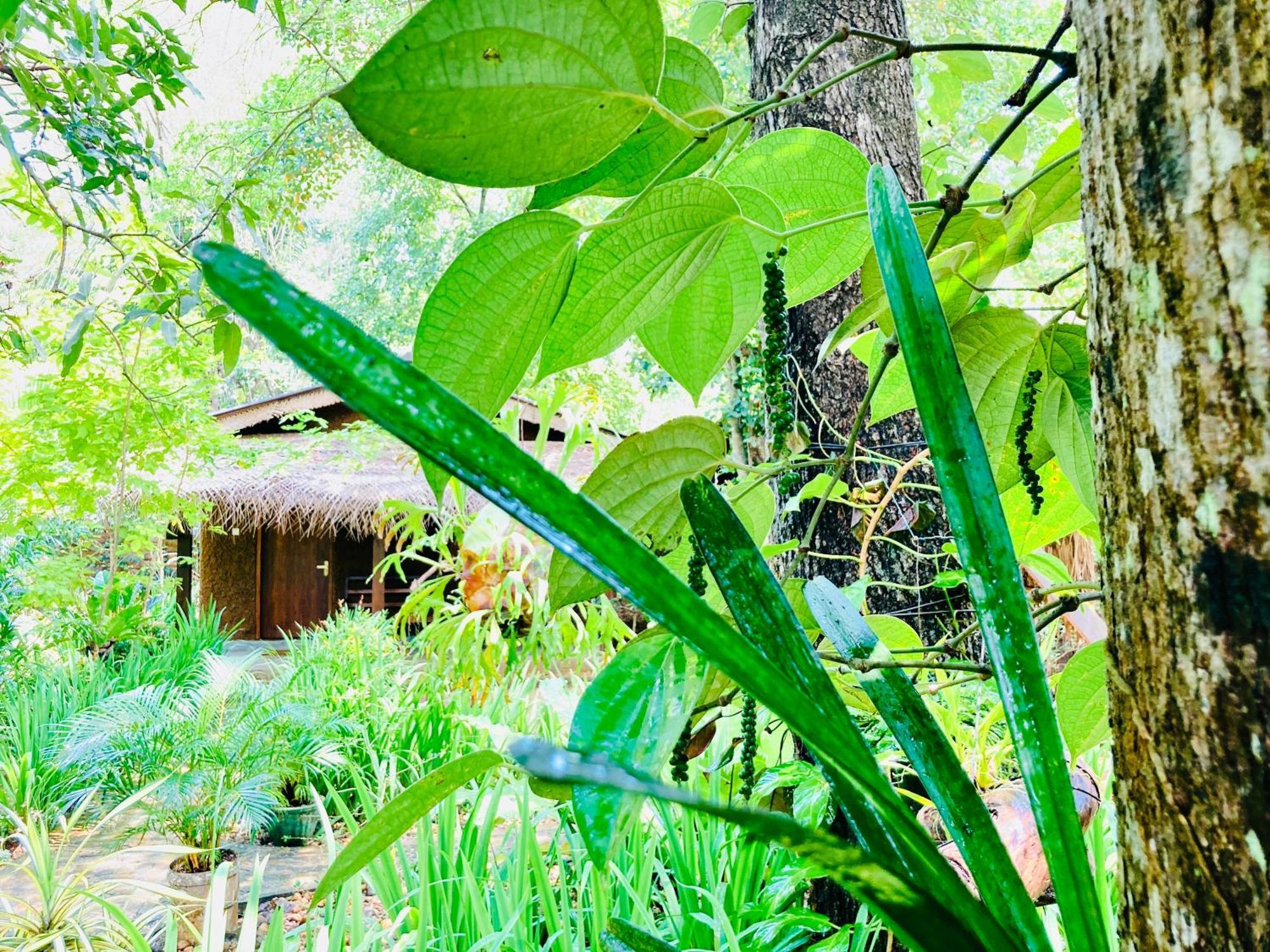 Green Paradise Cottage Udawalawa Udawalawe Bagian luar foto